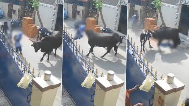 Cow Attacked Child: షాకింగ్ వీడియో ఇదిగో, స్కూలుకు వెళ్తున్న పాప పై ఆవు దాడి, పరుగున వచ్చి కాపాడిన స్థానికులు