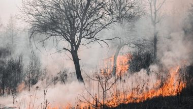 Hawaii Wildfire: అమెరికాలో కాలిబూడిదైన అడవి, 53 మంది సజీవదహనం, మంటల నుంచి తప్పించుకునేందుకు సముద్రంలోకి దూకి చనిపోయిన స్థానికులు