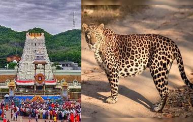 Leopard In Tirumala: తిరుమల నడక దారిలో మరో చిరుత పులి, వైరల్ వీడియో చూస్తే గుండె ఆగిపోతుంది, భక్తులు పరుగో పరుగు..