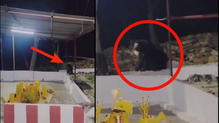 Tirumala Viral Video: తిరుమల కొండపై ఎలుగుబంటి సంచారం, వీడియో వైరల్