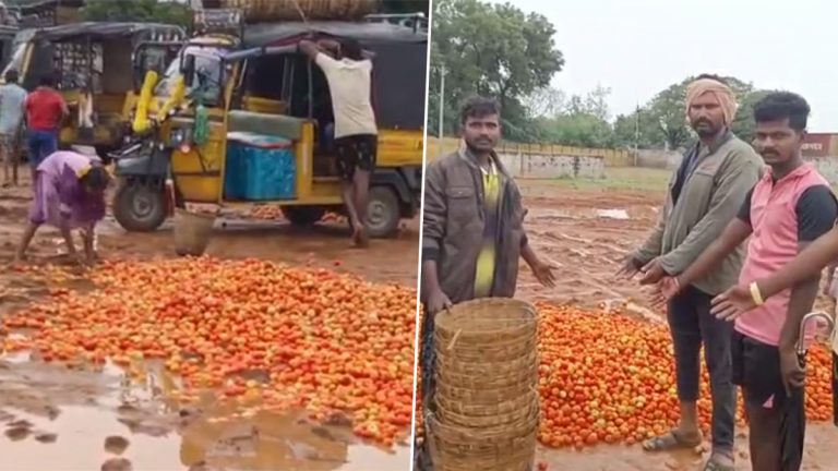 Tomato Prices Down: వీడియోలు ఇవిగో, ధరలు లేక టమాటాలను పారబోసి వెళుతున్న రైతులు, మొన్నటి వరకు చుక్కలు తాకిన ధరలు