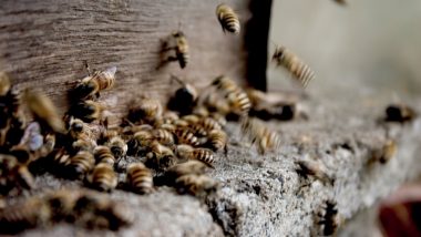 Bee Attack in Meerut: మతపరమైన వేడుకలో తేనెటీగలు దాడి, మహిళ తల, ముఖం, మెడ, చేతులపై కుట్టడంతో మృతి, చిన్నారితో సహా 12 మందికి గాయాలు