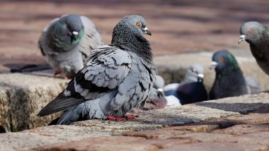 Pigeons Killed in Karnataka: కర్ణాటకలో దారుణం, పాత కక్షలతో 23 పావురాల మెడలు కోసి చంపిన దుండగులు