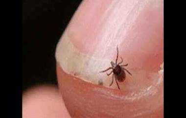 Scrub Typhus in Odisha: ఒడిశాలో స్క్రబ్ టైఫస్ ఫీవర్‌తో 5 మంది మృతి, అప్రమత్తమైన ప్రభుత్వం, వ్యాధిపై నిఘా పెంచాలని అధికారులకు ఆదేశాలు