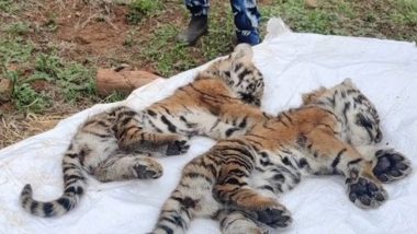 Two Tiger Cubs Found Dead in Ooty: తీవ్ర విషాదం, ఊటీ సమీపంలో రెండు పులి పిల్లలు మృతి, ఆకలితో చనిపోయి ఉంటాయని అనుమానాలు, అక్కడ గత రెండు నెలల్లో ఐదు పిల్లలతో సహా తొమ్మిది పులులు మృత్యువాత