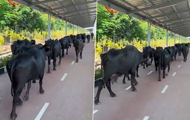 Animals on Solar Roof Cycle Track: కోట్లుపెట్టి నిర్మించిన సోలార్ రూఫ్ ట్రాక్‌పై బర్రెలు, సోషల్ మీడియాలో వైరల్‌గా మారిన వీడియో, ఓపెనింగ్ చేసిన వారానికే ఇదేంటని నెటిజన్ల విమర్శలు