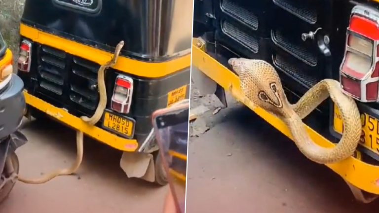 Cobra on Auto-Rickshaw: ఆటోవెనుకనే వచ్చిన నాగు పాము వీడియో ఇదిగో, బుసలు కొడుతూ డ్రైవర్ మీదకు రావడంతో ఆటో వదలి పరార్