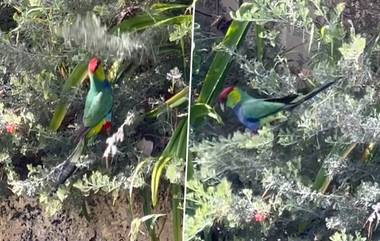 Australia Parrot: రూ.1.30 లక్షల విలువైన ఆస్ట్రేలియా చిలుక కనిపించడం లేదని జూబ్లీహిల్స్ వ్యాపారి ఫిర్యాదు.. ఒక్క రోజులో వెతికితెచ్చిన పోలీసులు.. ఎలా కనిపెట్టారంటే??