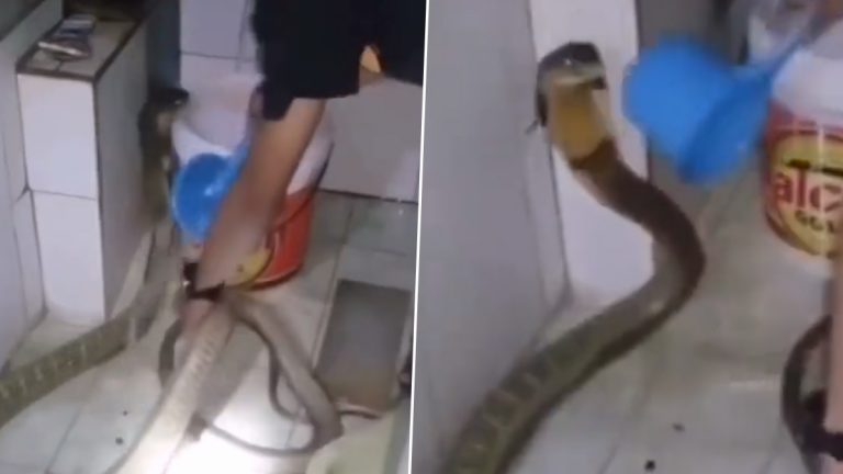 Man Bathing King Cobra: వామ్మో, కింగ్ కోబ్రాకు స్నానం చేయిస్తున్న వీడియో చూశారా, నిప్పుతో చెల‌గాట‌మాడాల్సిన అవ‌సరం ఏమిటో..