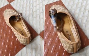 Cobra Hiding Inside Shoe: వీడియో ఇదిగో, షూలోకి దూరిన నాగుపాము, బుసలు కొడుతూ పైకి వచ్చిన కింగ్ కోబ్రా, బూట్లు వేసుకునే సమయంలో జాగ్రత్త మరి..