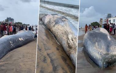 Blue Whale: కేరళ తీరానికి కొట్టుకొచ్చిన 50 అడుగుల తిమింగలం కళేబరం.. చూసేందుకు ఎగబడుతున్న జనం.. పేలిపోయే ప్రమాదం ఉందని దగ్గరికి వెళ్లొద్దంటూ అధికారుల హెచ్చరికలు.. వీడియోతో