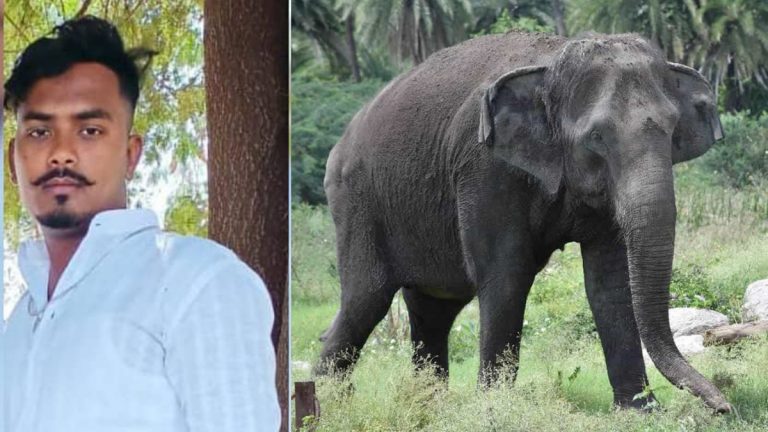 Hyderabad Zoo Shocker: హైదరాబాద్‌ జూపార్క్‌లో విషాదం, కేర్‌ టేకర్‌ షాబాజ్‌పై ఏనుగు దాడి, ఆస్పత్రిలో చికిత్స పొందుతూ షాబాజ్‌ మృతి