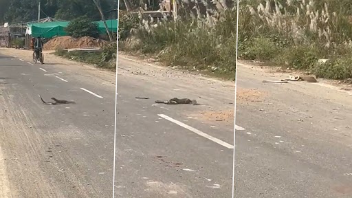 Mongoose vs Snake: రోడ్డు మధ్యలో ముంగిస-పాము మధ్య భీకర ఫైట్ వీడియో ఇదిగో, కోబ్రాను వేటాడి పొదల్లోకి లాక్కెళ్లిన ముంగిస