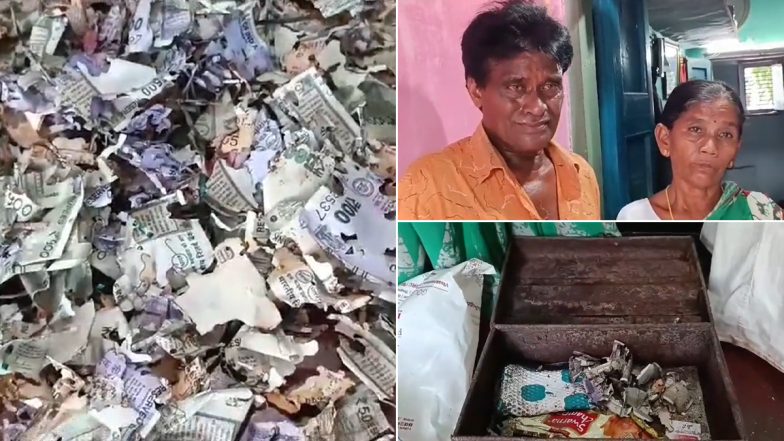 Rats Gnawed Currency: పెళ్లికోసం దాచిన సొమ్మును ముక్క‌లు ముక్క‌లుగా కొరికిపారేసిన ఎలుక‌లు, రూ. 2ల‌క్ష‌ల ఎలుక‌ల పాల్వ‌డంతో కుటుంబమంతా కన్నీరు మున్నీరు