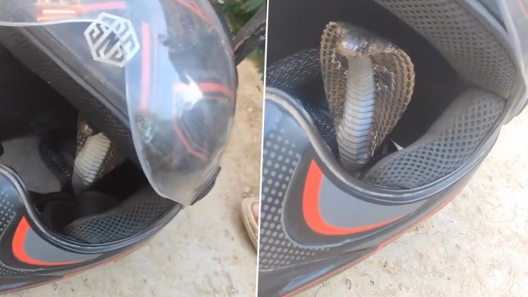 Snake Hiding in Helmet: వీడియో ఇదిగో, హెల్మెట్‌లో నుంచి బుసలు కొట్టుకుంటూ బయటకు వచ్చిన నాగుపాము, బిత్తరపోయి పరిగెత్తిన బైక్ రైడర్