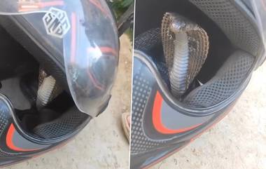 Snake Hiding in Helmet: వీడియో ఇదిగో, హెల్మెట్&zwnj;లో నుంచి బుసలు కొట్టుకుంటూ బయటకు వచ్చిన నాగుపాము, బిత్తరపోయి పరిగెత్తిన బైక్ రైడర్