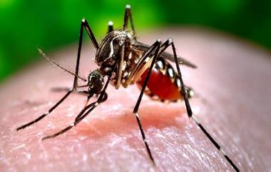 Zika Virus in Pune: పూణేలో జికా వైరస్ కలవరం, ఒక్కరోజే కొత్తగా 7 కేసులు నమోదు, 73కు పెరిగిన మొత్తం జికా వైరస్ కేసులు, అలర్ట్ అయిన వైద్యశాఖ అధికారులు