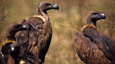 Israel uses Vultures, Eagles: మృతదేహాల ఆచూకీ కోసం గద్దలు, రాబందులను వాడుతున్న ఇజ్రాయెల్