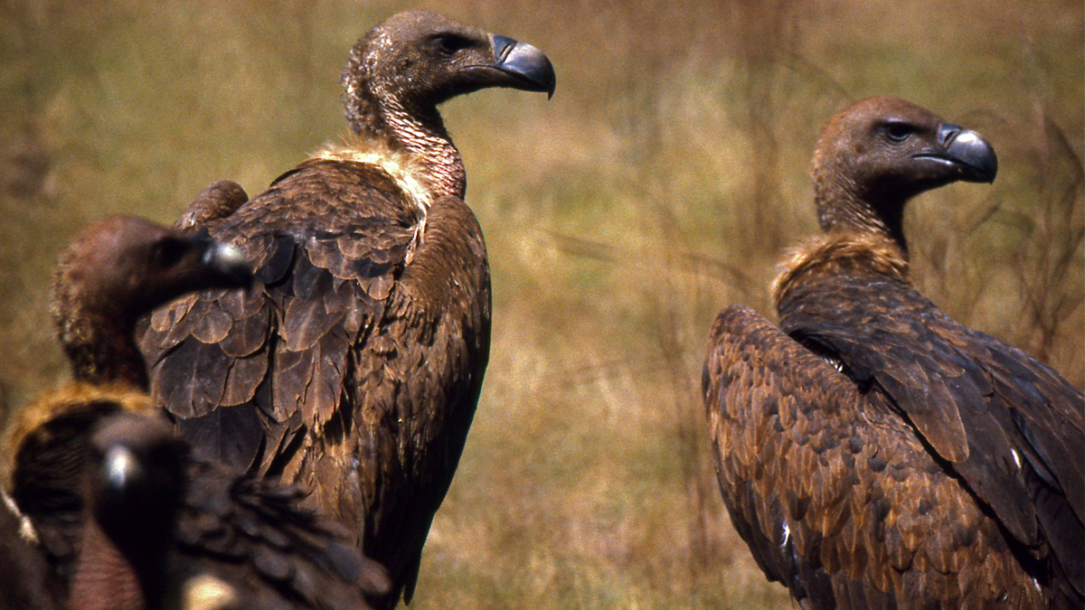 Israel uses Vultures, Eagles: మృతదేహాల ఆచూకీ కోసం గద్దలు, రాబందులను వాడుతున్న ఇజ్రాయెల్