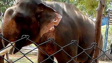 Elephant Dies at SV Zoo Park: తిరుపతి ఎస్వీ జూపార్కులో ఏనుగు మృతి, గంటా వారి పల్లి పంట పొలాలలో విద్యుత్ షాక్‌ తగిలి మరో ఏనుగు మృతి