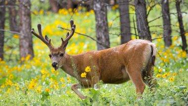 Zombie Deer Disease: అమెరికాలో మరో కొత్త వ్యాధి కలవరం, జింకలో జోంబీ డీర్ డిసీజ్‌ను గుర్తించిన అధికారులు, ఈ వ్యాధి లక్షణాలు ఎలా ఉంటాయంటే..