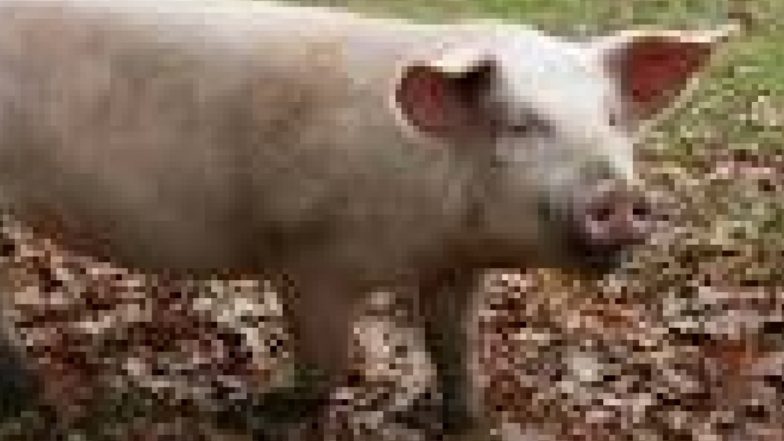 Swine Flu in UK: మళ్లీ జంతువుల నుంచి మనుషులకు ఇంకో వైరస్, యుకెలో పందుల నుంచి మనిషికి స్వైన్ ఫ్లూ, ఇదే మొదటి కేసు అంటున్న వైద్యులు