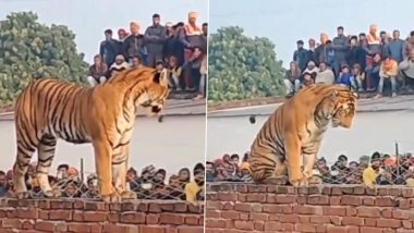 Tiger Spotted Standing on Wall: వీడియో ఇదిగో, ఇంట్లోకి దూరిన పులి, ఒక్కసారిగా బయటకు పరుగులు పెట్టిన కుటుంబ సభ్యులు