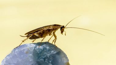 Cockroach: బొద్దింకను చంపబోతే ఇల్లు కాలిపోయింది.. జపాన్ లో ఈ ఉదంతం ఎలా జరిగిందంటే?