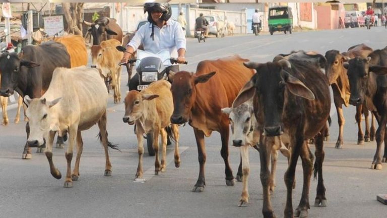 HC on Animal Sacrifice: ఆ పాపానికి దేవుడు కూడా మనల్ని క్షమించడు, నదియాడ్‌లో 30 ఆవులను బలివ్వడంపై తీవ్ర ఆందోళన వ్యక్తం చేసిన గుజరాత్ హైకోర్టు