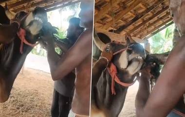 Cruelty Against Animal in Tamil Nadu: జల్లికట్టు ఎద్దుతో బలవంతంగా బతికున్న కోడిని తినిపించిన యూట్యూబర్.. వ్యూస్ కోసం దారుణం.. తమిళనాడులో ఘటన.. కేసు నమోదు చేసిన పోలీసులు