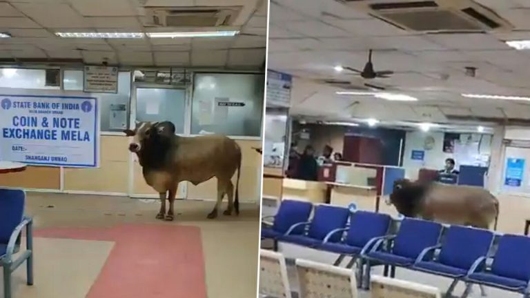 Bull Enters SBI Video: వీడియో ఇదిగో, స్టేట్ బ్యాంక్ ఆఫ్ ఇండియాలోకి ప్రవేశించిన ఎద్దు, ఒక్కసారిగా షాకై పరుగులు పెట్టిన సిబ్బంది