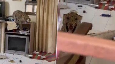 Leopard in Hotel Room: హోటల్‌ గదిలోకి ప్రవేశించిన చిరుత.. రెండు గంటలపాటు అక్కడే హల్ చల్.. వీడియో ఇదిగో!