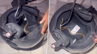 Snake Found Inside Bike's Helmet: వామ్మో, బైక్ హెల్మెట్‌లో పాము కనపడకుండా ఎలా దాక్కుందో చూడండి, హెల్మెట్ పెట్టుకునే సమయంలో చాలా జాగ్రత్తగా ఉండాల్సిందే