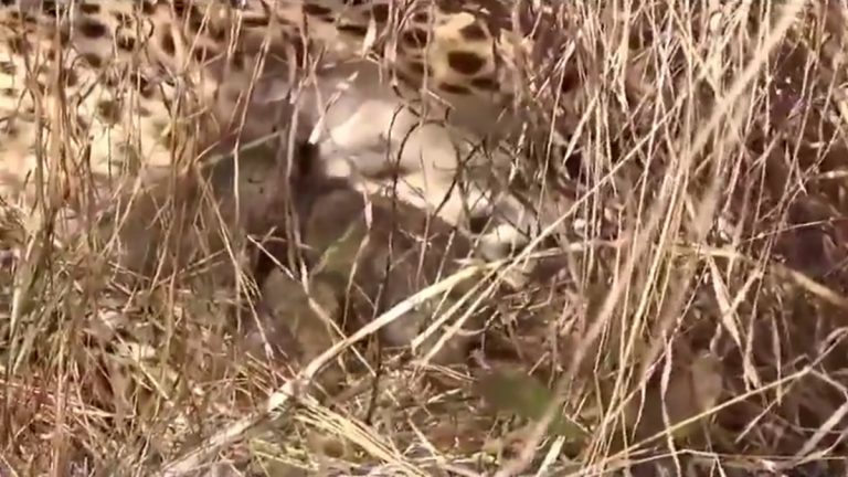 Cheetah Jwala Gives Birth to Three Cubs: ఎంత అందంగా ఉన్నాయో చూశారా, మూడు చిరుత పిల్లలకు జన్మనిచ్చిన జ్వాలా చీతా, వీడియో ఇదిగో..