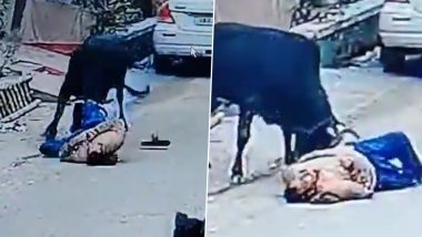 Elderly Man Attacked by Bull: వీడియో ఇదిగో, వాకింగ్ చేస్తున్న పెద్దాయనను దారుణంగా పొడిచి చంపిన ఎద్దు, బరేలీలో తీవ్ర విషాదకర ఘటన
