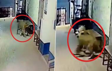 Leopard Enters Police Station: పోలీస్ స్టేషన్‌లో చిరుతపులి హల్‌చల్, సీసీటీవీలో రికార్డయిన చిరుత సంచారం, స్టేషన్‌లోకి వచ్చిన చిరుత చివరికి ఏం చేసిందంటే?