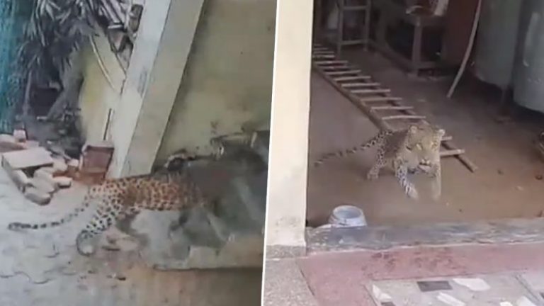 Leopard Spotted in Gurugram: వామ్మో..చిరుత పులి ఇంట్లోకి ప్రవేశిస్తున్న వీడియో ఇదిగో, భయంతో ఇంట్లో నుంచి బయటకు పరిగెత్తిన కుటుంబ సభ్యులు