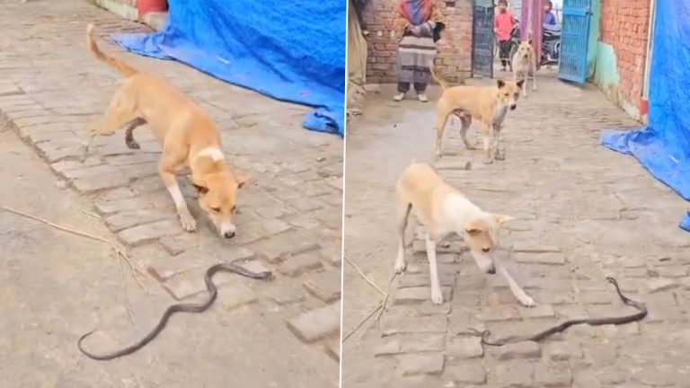 Viral Video: ఇళ్ల ముందు అకస్మాత్తుగా ప్రత్యక్షమైన పాము.. అక్కడకు వచ్చిన వీధి కుక్కలు ఏం చేశాయంటే?