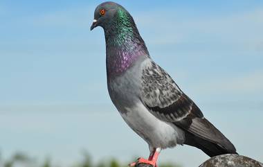 Pigeon Probed in Custody: 8 నెలలుగా పోలీస్‌ కస్టడీలో పావురం.. గూఢచర్యంపై దర్యాప్తు.. ఎట్టకేలకు విడుదల