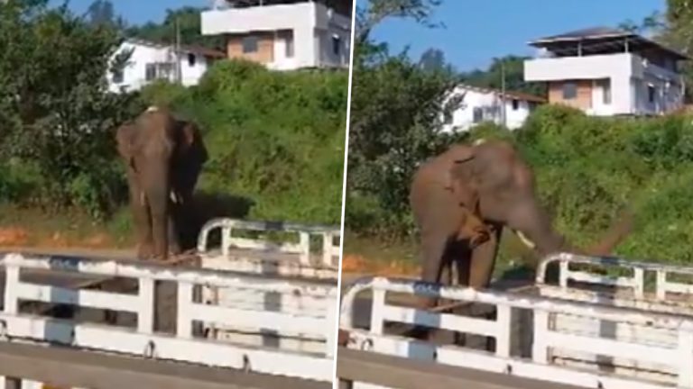 Wild Elephant into Village: దారితప్పి జనావాసాల్లోకి అడవి ఏనుగు.. బంధించి తీసుకెళ్లే పనిలో అటవీ అధికారులు.. (వైరల్ వీడియో)