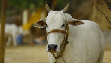 Cow Chews on Python: భారీ కొండచిలువను నమిలి మింగేయబోయిన ఆవు, అది చూసి షాకైన దాని యజమాని, పశువైద్యులు ఏం చెప్పారంటే..