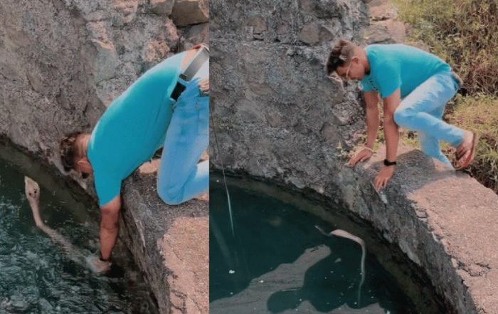 Man Rescues King Cobra Video: బుసలు కొడుతూ పైకి వచ్చిన కింగ్ కోబ్రాను యువకుడు ఎలా పట్టుకున్నాడో చూడండి, షాకింగ్ వీడియో సోషల్ మీడియాలో వైరల్