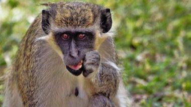 Monkey Fever in Karnataka: కర్ణాటకను వణికిస్తున్న మంకీ ఫీవర్‌, ఇద్దరు మృతి, తాజాగా 47 కొత్త కేసులు, కోతులను కరిచే కీటకాలు మనిషిని కరవడం వల్ల వ్యాధి