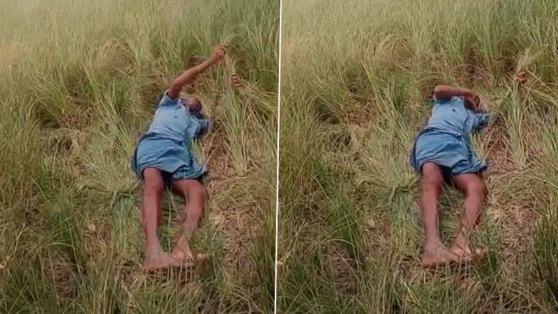 Distraught Farmer in Telangana: ఎండిన 5 ఎకరాల పంట మధ్యలో పడుకుని రైతు కన్నీటి వేదన, ఆత్మహత్య చేసుకోవడమే మిగిలిందంటూ..వీడియో ఇదిగో