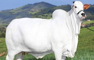 Nellore Cow Sold for Rs.40 Crores: బ్రెజిల్‌లో రూ. 40 కోట్లకు అమ్ముడుపోయిన నెల్లూరు జాతి ఆవు, ప్రపంచంలోనే అత్యంత ఖ‌రీదైన ఆవుగా రికార్డు