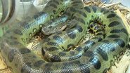 Giant Anaconda Found Dead: ప్రపంచంలోనే అతి పెద్ద అనకొండను కాల్చి చంపిన దుండగులు, అమెజాన్ అడవిలో మృతదేహాన్ని కనుగొన్న అటవీశాఖ అధికారులు