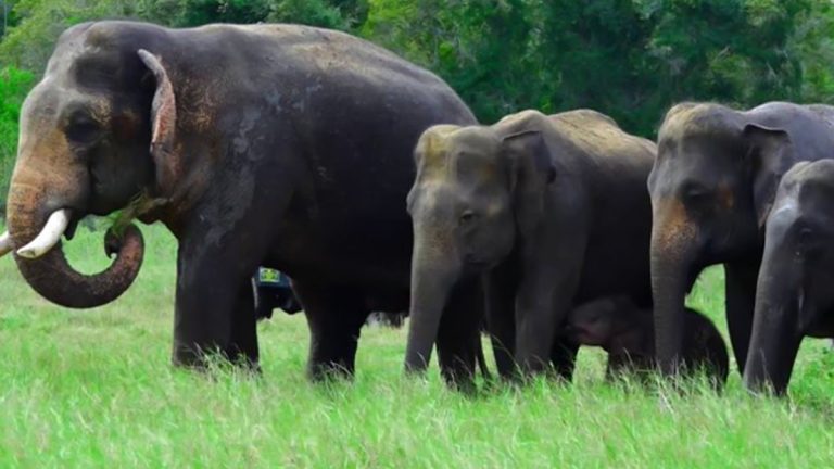 Elephants Last Rituals: మనుషుల్లాగే చనిపోయిన బిడ్డకు ఏనుగులు అంత్యక్రియలు చేస్తాయి.. మరణించిన పిల్ల ఏనుగు ముందు గట్టిగా ఏడుస్తాయ్‌.. గొయ్యి తీసి పూడ్చి, తర్వాత నీటిలో స్నానాలు చేస్తాయ్‌.. తాజా అధ్యయనంలో వెల్లడి