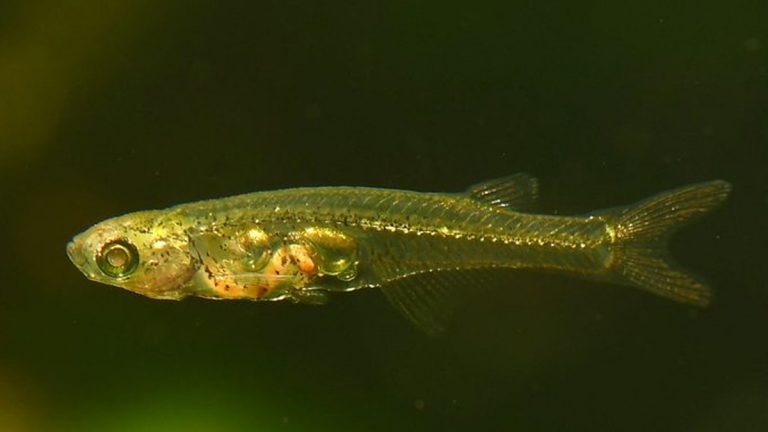 Danionella Cerebrum Fish: మనిషి గోరు సైజులో కూడాలేని ఈ చిన్ని చేప కూత పెడితే.. ఓ ఏనుగు అరిచినట్టు, గన్ పేల్చినట్టు ఉంటుందట.. నిజమేనండీ!!