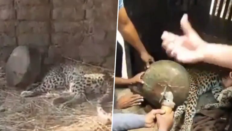 Leopard Head Stuck in Vessel: బిందెలో ఇరుక్కున్న చిరుత తల.. ఐదు గంటలపాటు అవస్థ.. చివరకు కాపాడిన అధికారులు.. మహారాష్ట్రలో ఘటన (వీడియో)