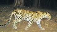 Leopard at Tirumala: తిరుమల అలిపిరి బాటలో మరో చిరుత కలకలం.. భక్తులు అప్రమత్తంగా ఉండాలన్న టీటీడీ